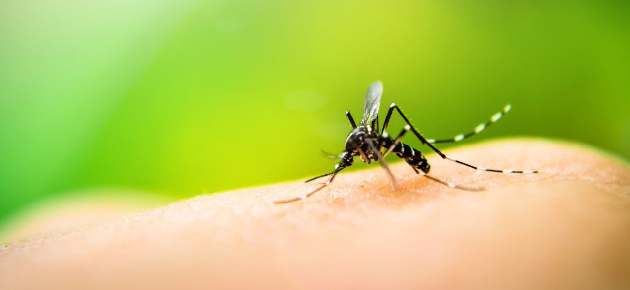 Confira alerta sobre cuidados e prevenção da dengue