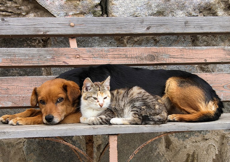 Governador sanciona lei para garantir bem-estar de cães e gatos no estado