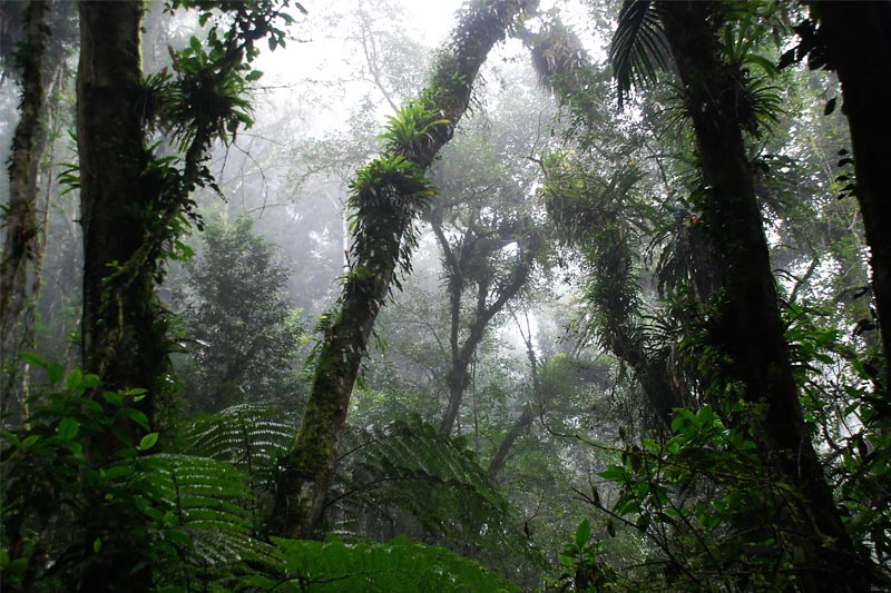 É vantajoso preservar floresta no entorno de áreas agrícolas? 