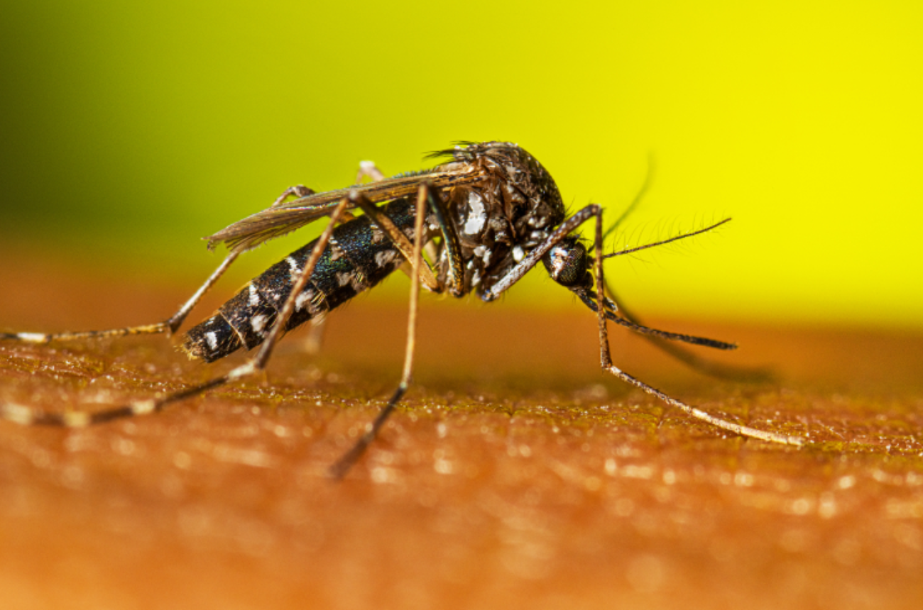 Pesquisa conclui que El Niño aumentou infestação do Aedes aegypti em SP